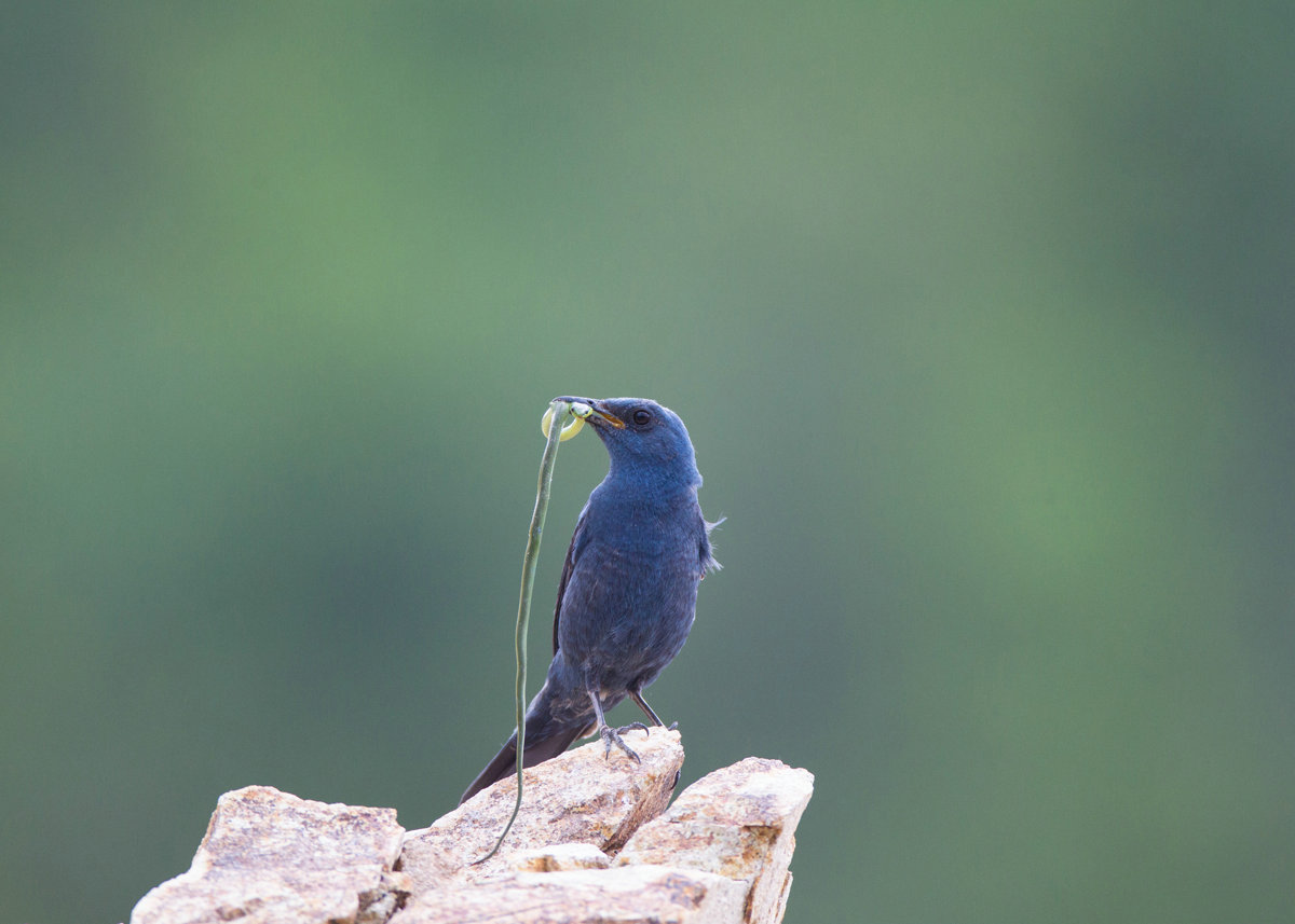 弱肉強食 淡淡王-2.jpg